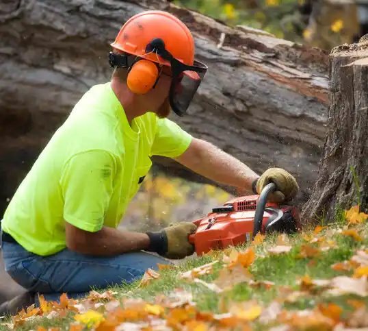 tree services Cooter